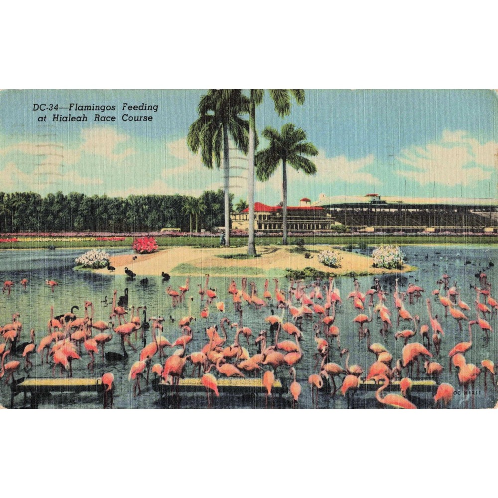 Vtg Flamingos Feeding Hialeah Race Course Miami Florida Linen Postcard DC-34 - Picture 1 of 2
